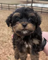 Peanut, a male Yorkipoo for sale in Groveton, TX – Photo 3 of 3