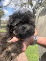 Toby, a male Yorkipoo for sale in Groveton, TX – Photo 6 of 6