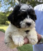 Nikko , a male Yorkipoo for sale in Groveton, TX – 3 of 4