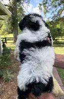 Nikko , a male Yorkipoo for sale in Groveton, TX – 4 of 4