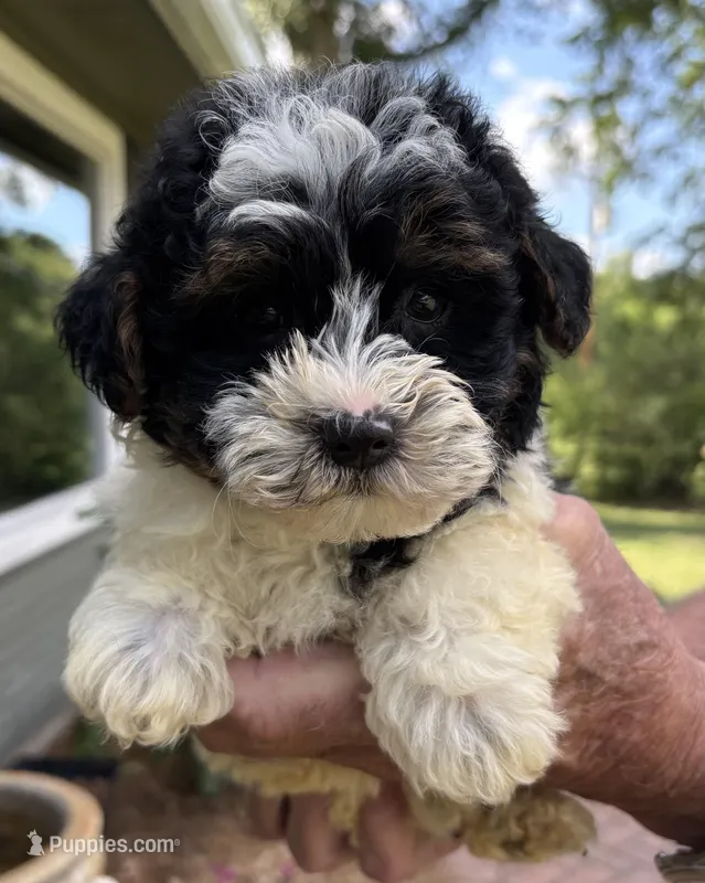 Nikko  – Yorkipoo puppy for sale in Groveton, TX