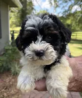 Nikko , a male Yorkipoo for sale in Groveton, TX – 2 of 4