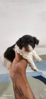 Max, a male Poodle - Toy  for sale in Randleman, NC – 4 of 5