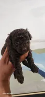 Loui, a male Poodle - Toy  for sale in Randleman, NC – 4 of 8