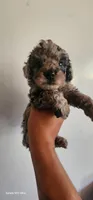 Molly, a female Poodle - Miniature  for sale in Randleman, NC – 6 of 7