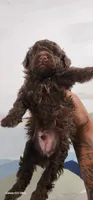Loui, a male Poodle - Toy  for sale in Randleman, NC – 6 of 8