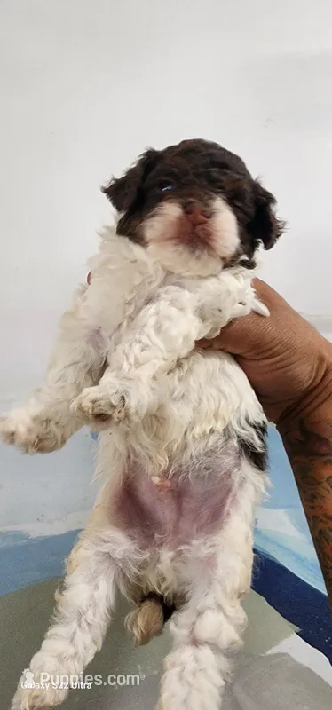 Max – Poodle - Toy  puppy for sale in Randleman, NC
