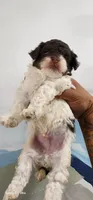 Max, a male Poodle - Toy  for sale in Randleman, NC – 1 of 5