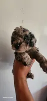 Molly, a female Poodle - Miniature  for sale in Randleman, NC – 4 of 7
