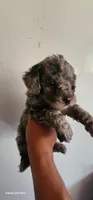 Molly, a female Poodle - Miniature  for sale in Randleman, NC – 7 of 7
