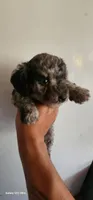 Molly, a female Poodle - Miniature  for sale in Randleman, NC – 2 of 7