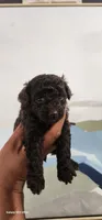 Loui, a male Poodle - Toy  for sale in Randleman, NC – 8 of 8