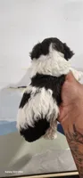 Max, a male Poodle - Toy  for sale in Randleman, NC – 5 of 5