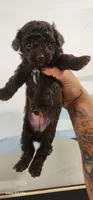 Loui, a male Poodle - Toy  for sale in Randleman, NC – 7 of 8