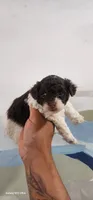 Max, a male Poodle - Toy  for sale in Randleman, NC – 2 of 5