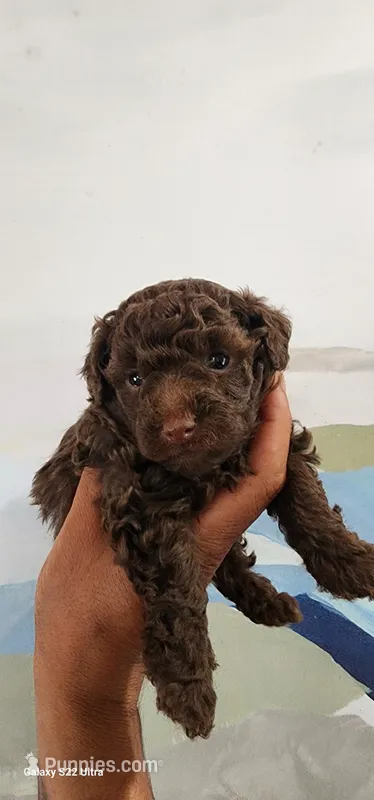 Loui – Poodle - Toy  puppy for sale in Randleman, NC