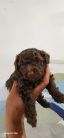 Loui, a male Poodle - Toy  for sale in Randleman, NC – 1 of 8