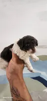 Max, a male Poodle - Toy  for sale in Randleman, NC – 3 of 5