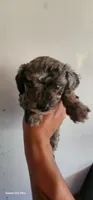 Molly, a female Poodle - Miniature  for sale in Randleman, NC – 3 of 7