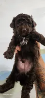 Loui, a male Poodle - Toy  for sale in Randleman, NC – 3 of 8