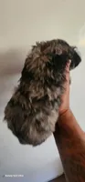Molly, a female Poodle - Miniature  for sale in Randleman, NC – 1 of 7