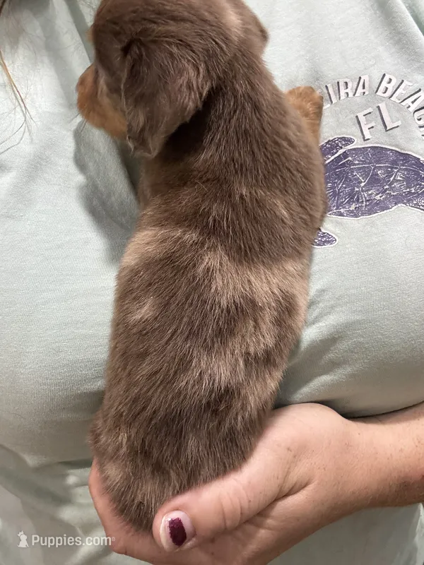 Choco Dapple – Dachshund, Miniature Dachshund puppy for sale in Cuba, MO
