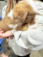Red Piebald Dapple, a female Dachshund for sale in Cuba, MO – 3 of 5