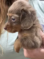 Chocolate Dapple Girl, a female Dachshund and Miniature Dachshund for sale in Cuba, MO – 2 of 3