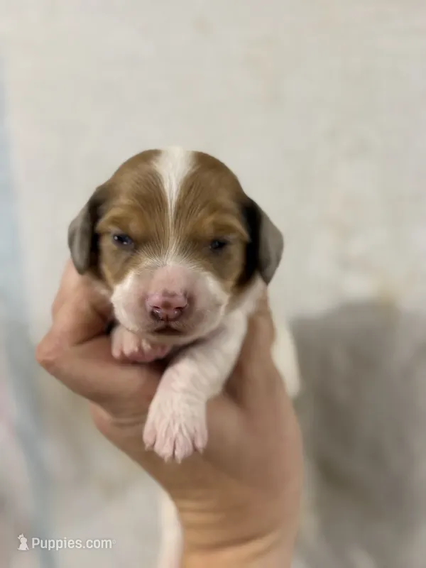 Piebald Male – Dachshund, Miniature Dachshund puppy for sale in Cuba, MO