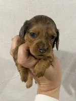 Hidden Dapple girl, a female Dachshund and Miniature Dachshund for sale in Cuba, MO – 2 of 3