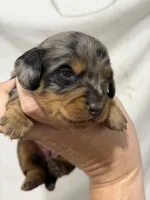Blue Dapple Girl, a female Dachshund and Miniature Dachshund for sale in Cuba, MO – 4 of 4