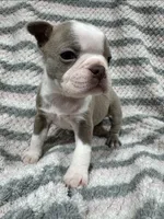 Lilac Male, a male Boston Terrier for sale in Cuba, MO – Photo 3 of 3