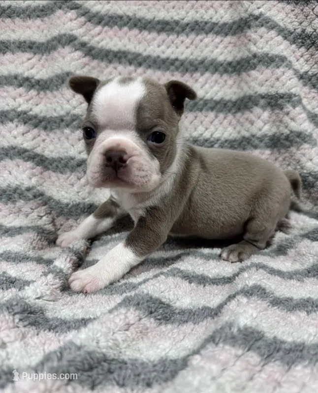 Lilac Male – Boston Terrier puppy for sale in Cuba, MO