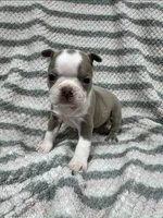 Lilac Male, a male Boston Terrier for sale in Cuba, MO – Photo 2 of 3