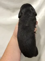 Black /Tan Girl, a female Dachshund and Miniature Dachshund for sale in Cuba, MO – 2 of 3