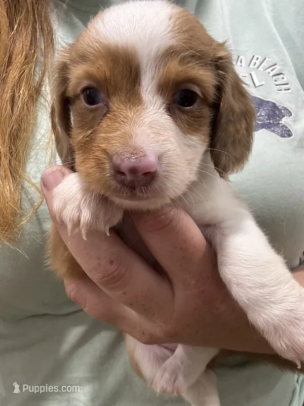 Red Piebald Dapple – Dachshund puppy for sale in Cuba, MO