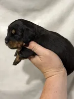 Black /Tan Girl, a female Dachshund and Miniature Dachshund for sale in Cuba, MO – 3 of 3