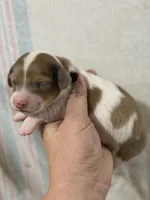 Piebald Male, a male Dachshund and Miniature Dachshund for sale in Cuba, MO – 2 of 3