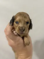 Light red hidden dapple blue eyes, a female Dachshund and Miniature Dachshund for sale in Cuba, MO – 5 of 5