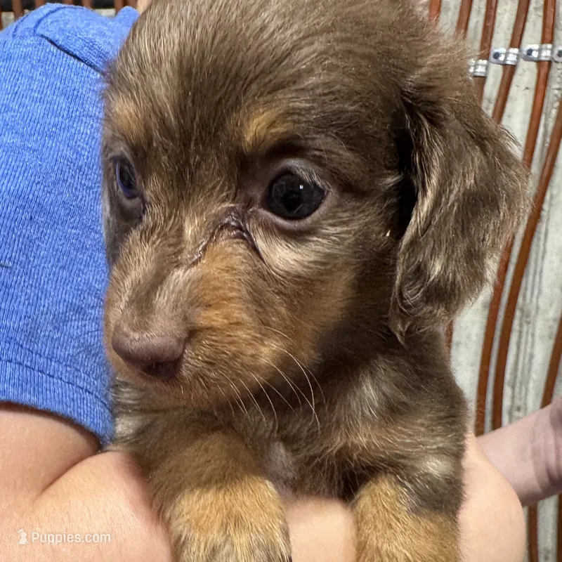 Choco Dapple – Dachshund, Miniature Dachshund puppy for sale in Cuba, MO