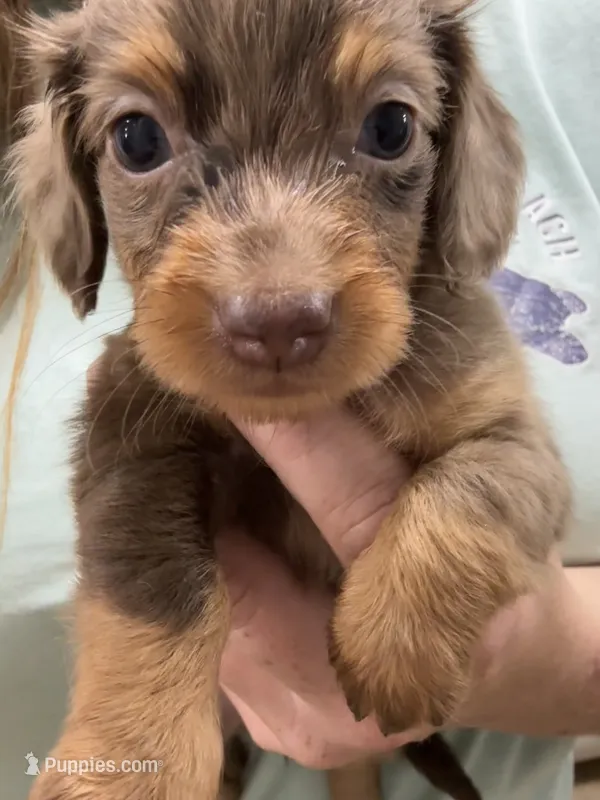 Chocolate Dapple Girl – Dachshund, Miniature Dachshund puppy for sale in Cuba, MO