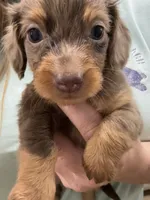 Chocolate Dapple Girl, a female Dachshund and Miniature Dachshund for sale in Cuba, MO – 1 of 3