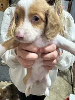 Red Piebald Dapple, a female Dachshund for sale in Cuba, MO – 5 of 5