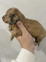 Light red hidden dapple blue eyes, a female Dachshund and Miniature Dachshund for sale in Cuba, MO – 2 of 5