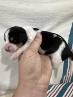Tri Color Piebald, a male Dachshund for sale in Cuba, MO – 2 of 3