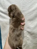 Chocolate Dapple Girl, a female Dachshund and Miniature Dachshund for sale in Cuba, MO – 3 of 3