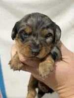 Blue Dapple Girl, a female Dachshund and Miniature Dachshund for sale in Cuba, MO – 2 of 4