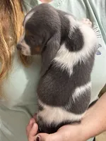 Blue Boy , a male Basset Hound for sale in Cuba, MO – 3 of 3