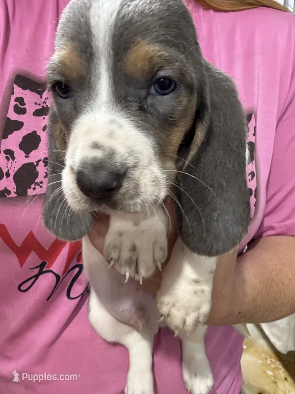 Blue Boy  – Basset Hound puppy for sale in Cuba, MO
