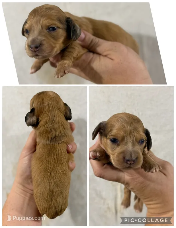 Light red hidden dapple – Dachshund, Miniature Dachshund puppy for sale in Cuba, MO